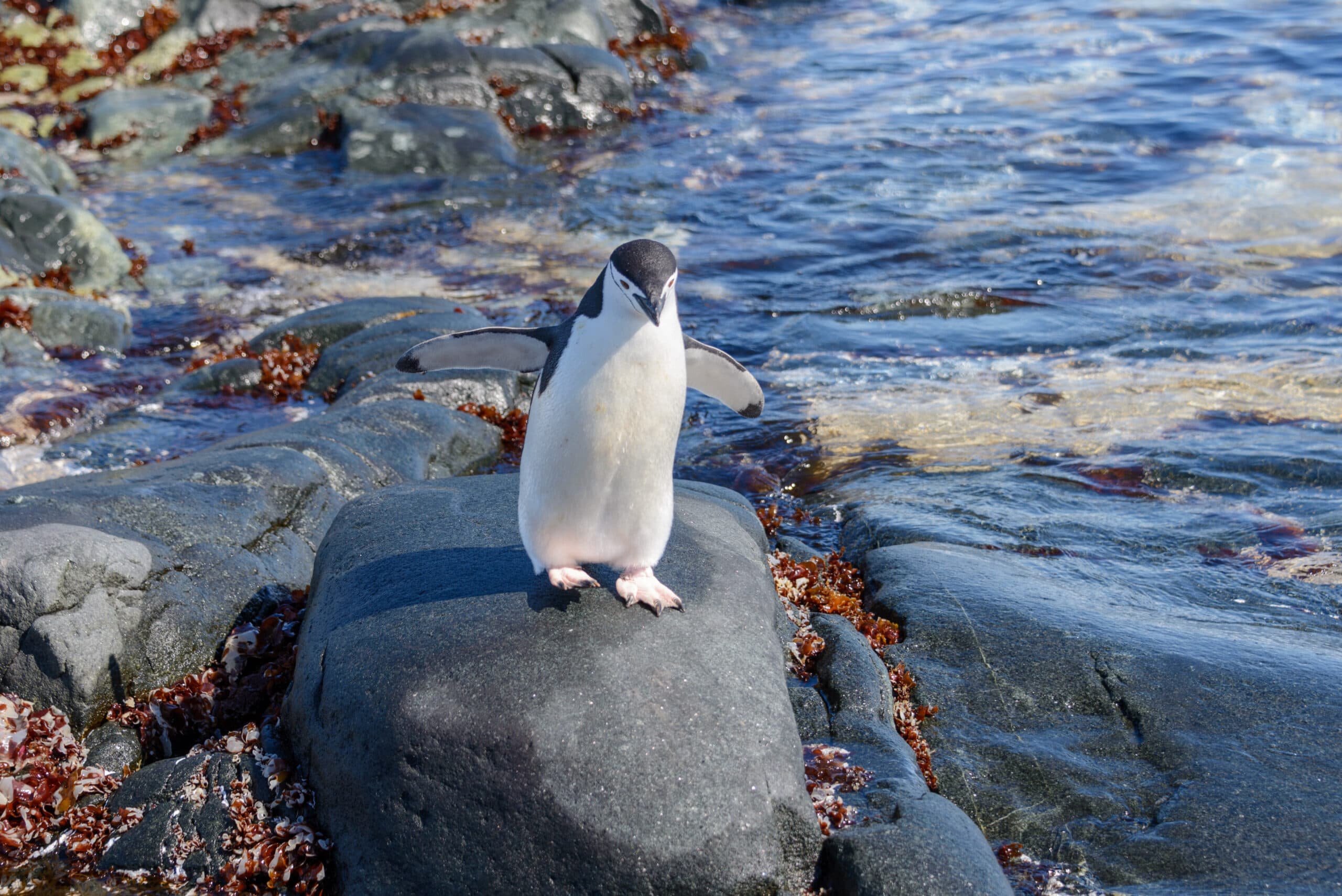 chinstrap penguin