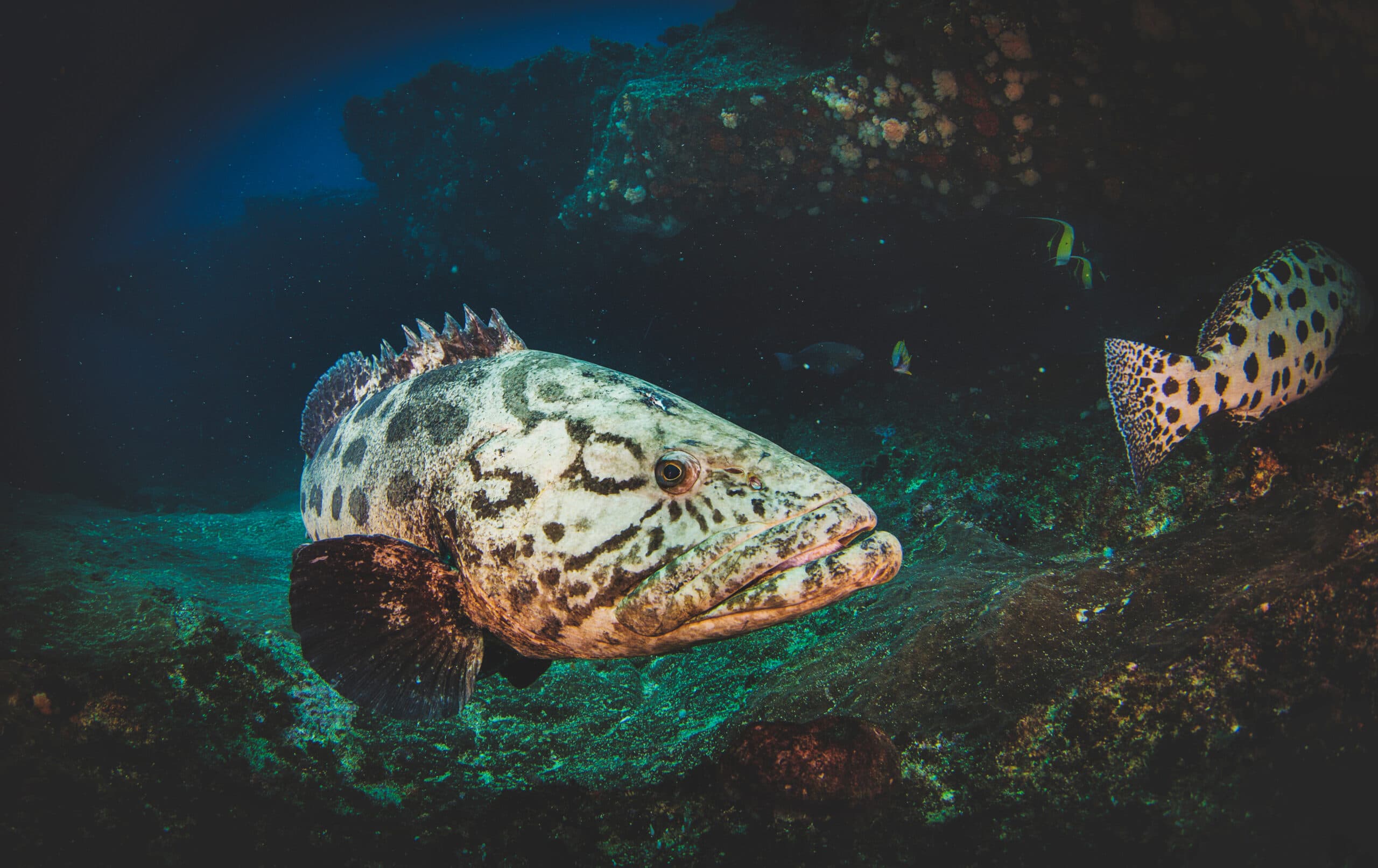 Fish