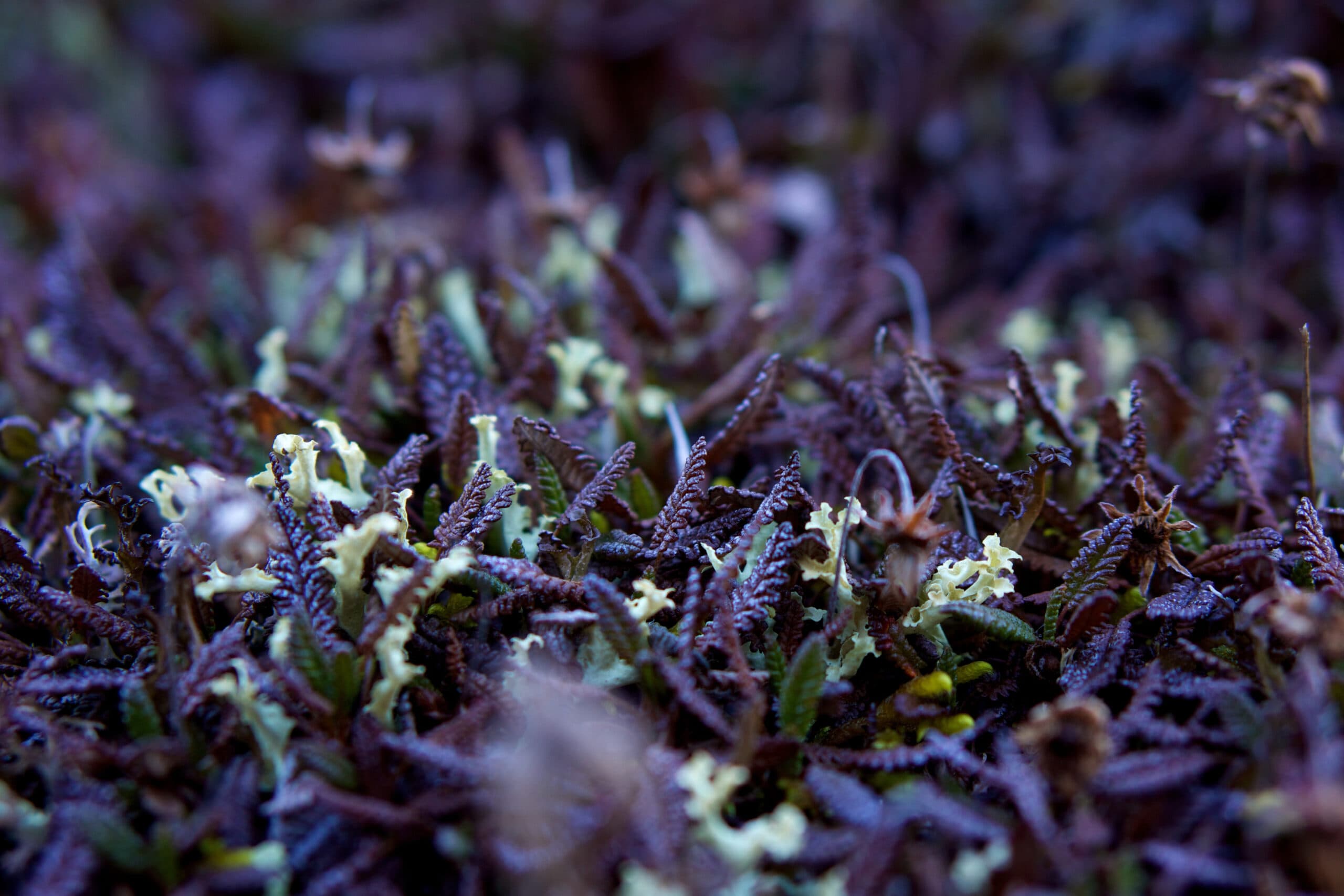 Grass