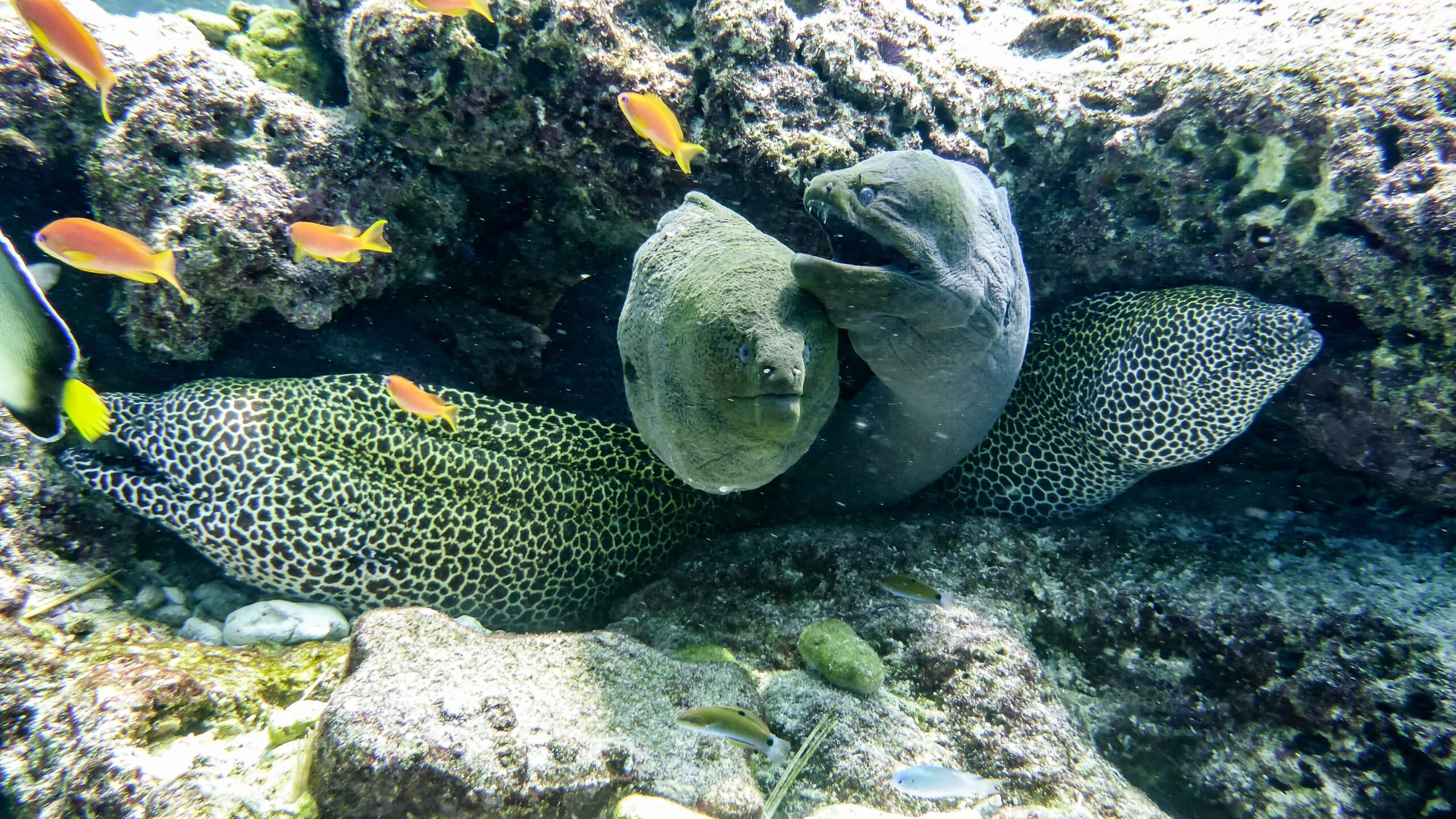 giant honeycomb moray