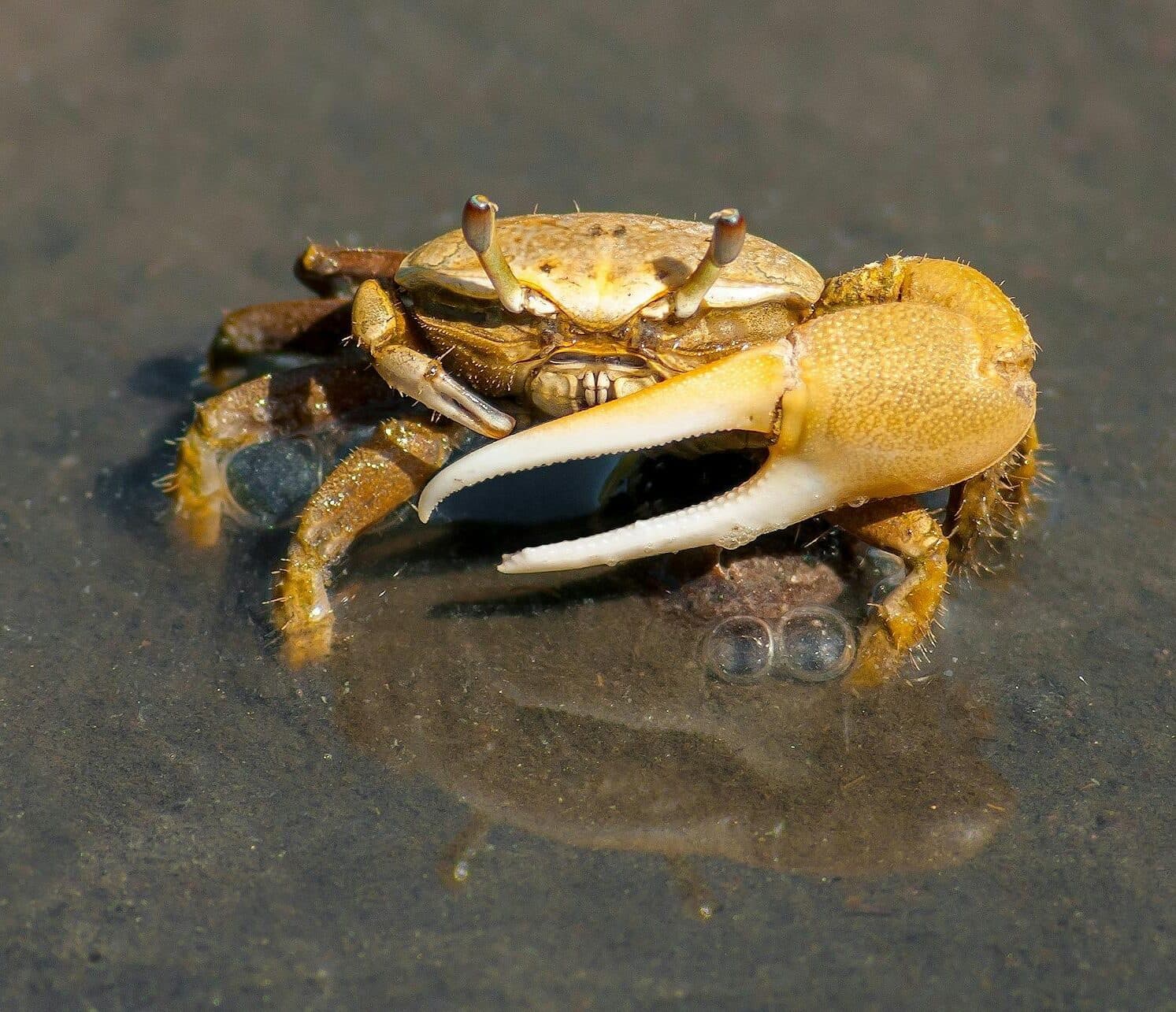 pexels-pixabay-73769